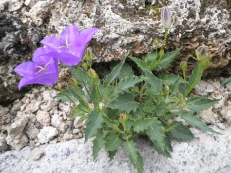 Campanula carpatica var.turbinata ´Blue Hawai´